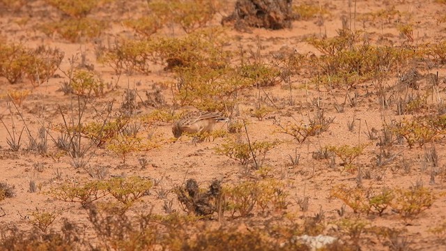 Spike-heeled Lark - ML608967555