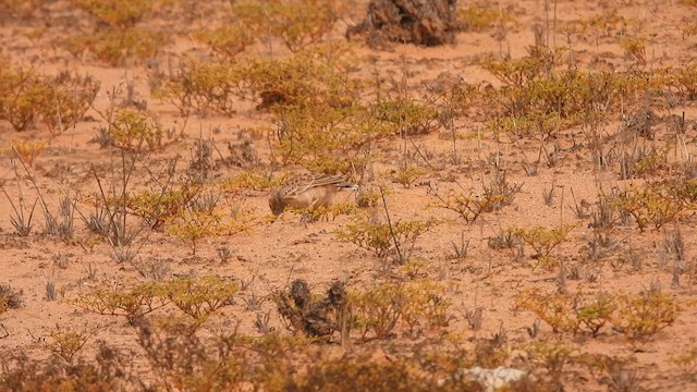 Жайворонок білощокий [група albofasciata] - ML608967555