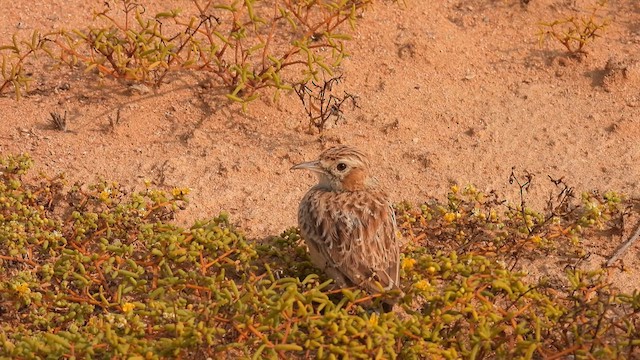 Spike-heeled Lark - ML608967556