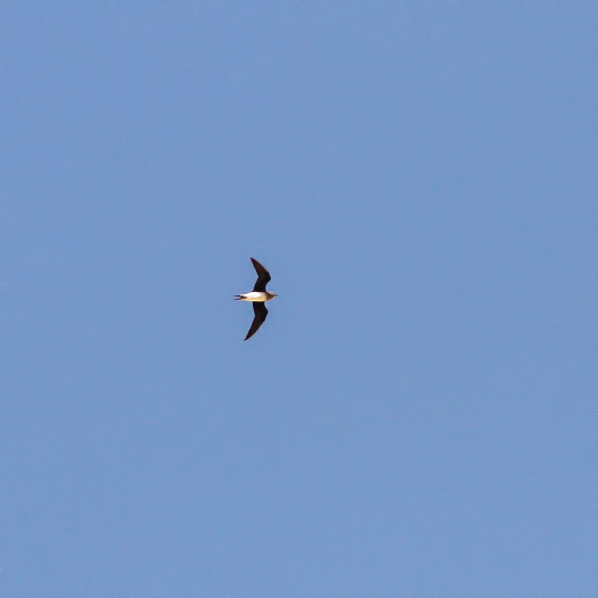 Black-winged Pratincole - ML608967584