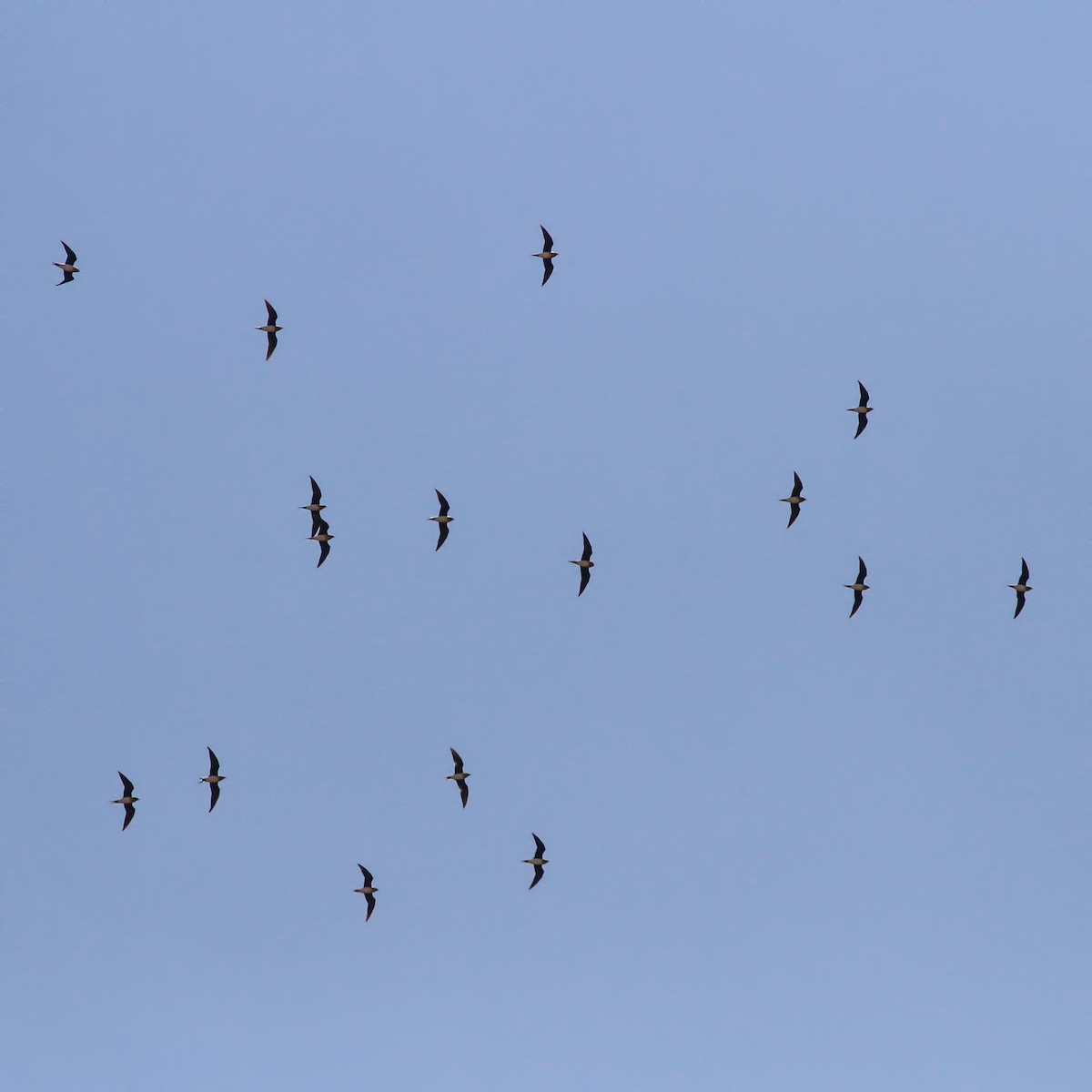 Black-winged Pratincole - ML608967587