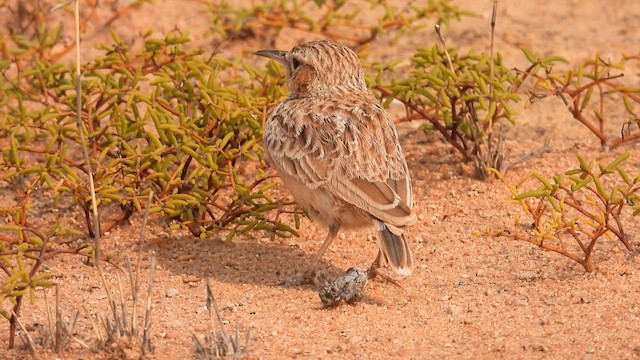 Spike-heeled Lark - ML608967636