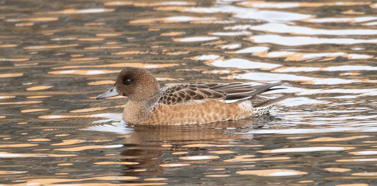 Eurasian Wigeon - ML608967641