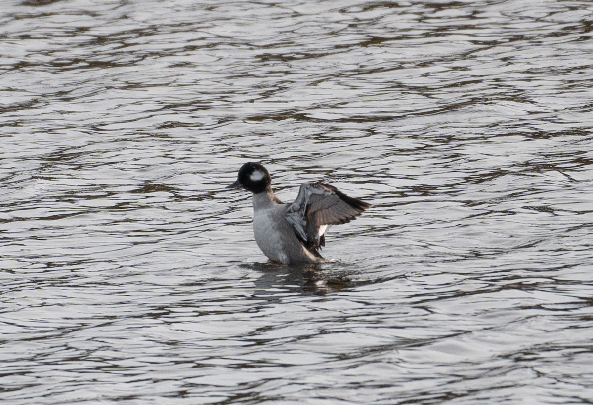 Bufflehead - ML608967647