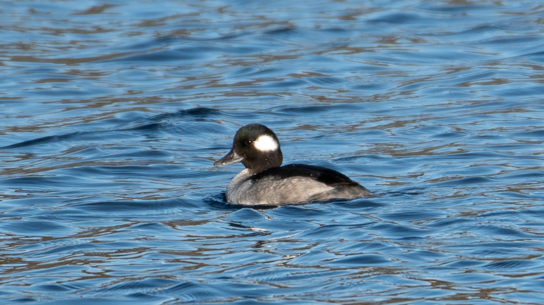 Bufflehead - ML608967648