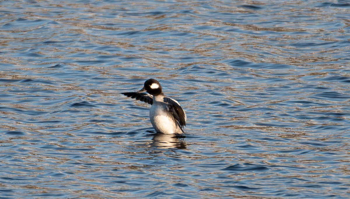 Bufflehead - ML608967649