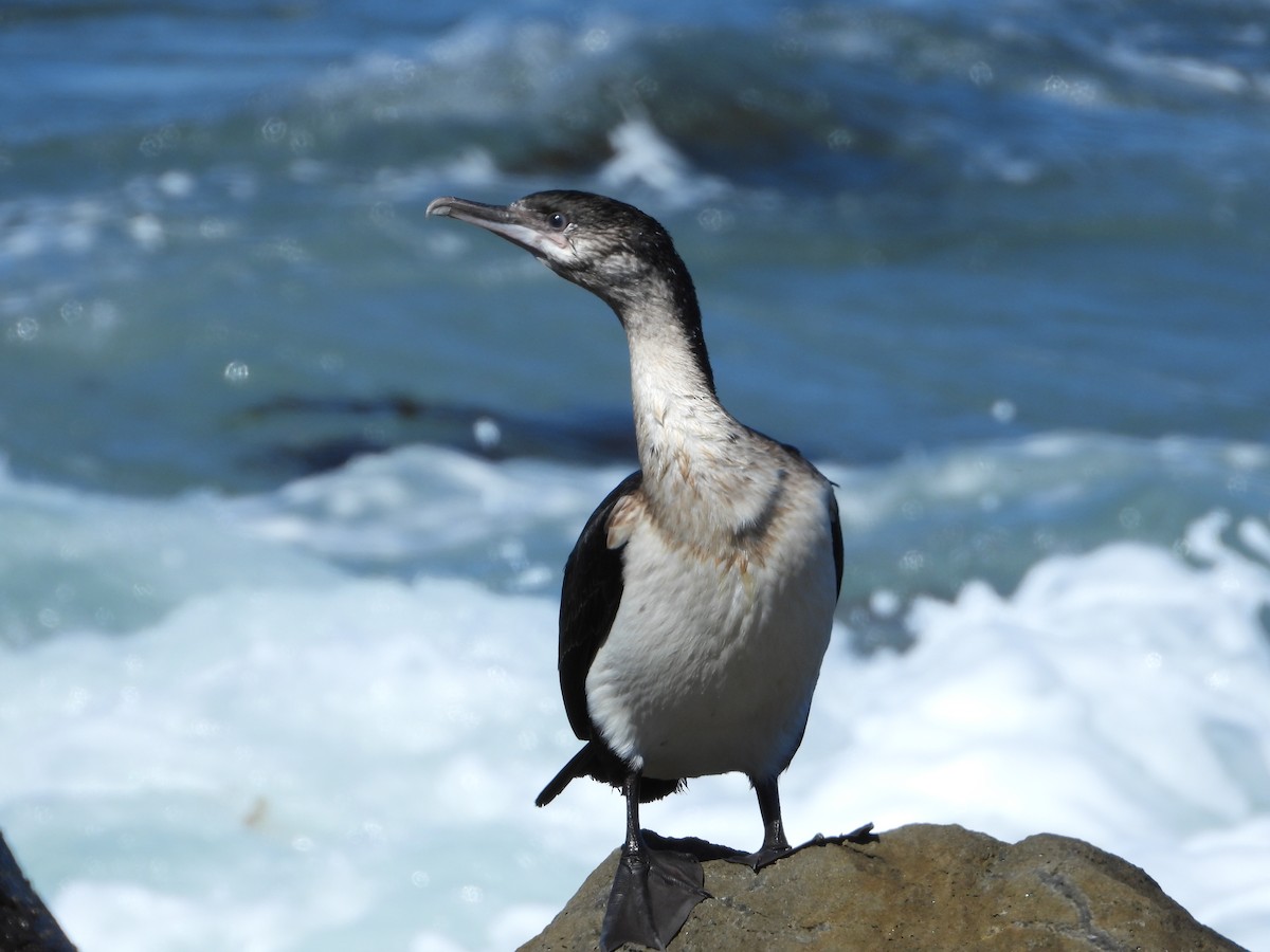 Black-faced Cormorant - ML608967675