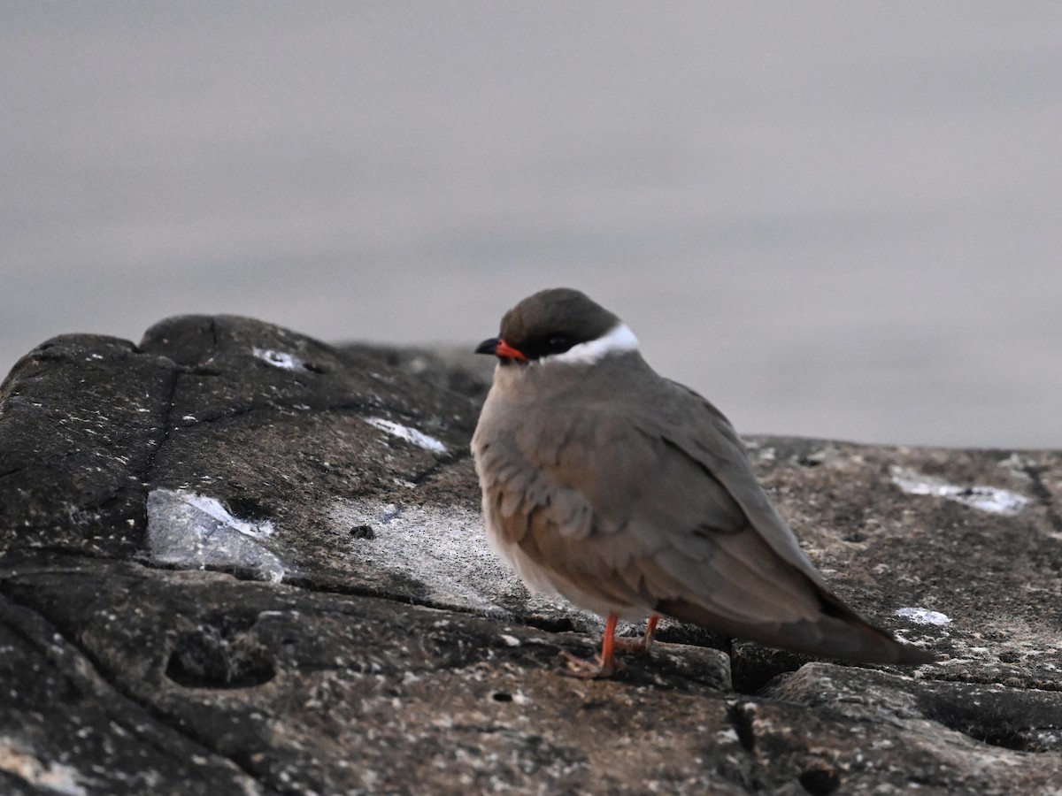 Rock Pratincole - Olaf Hömke