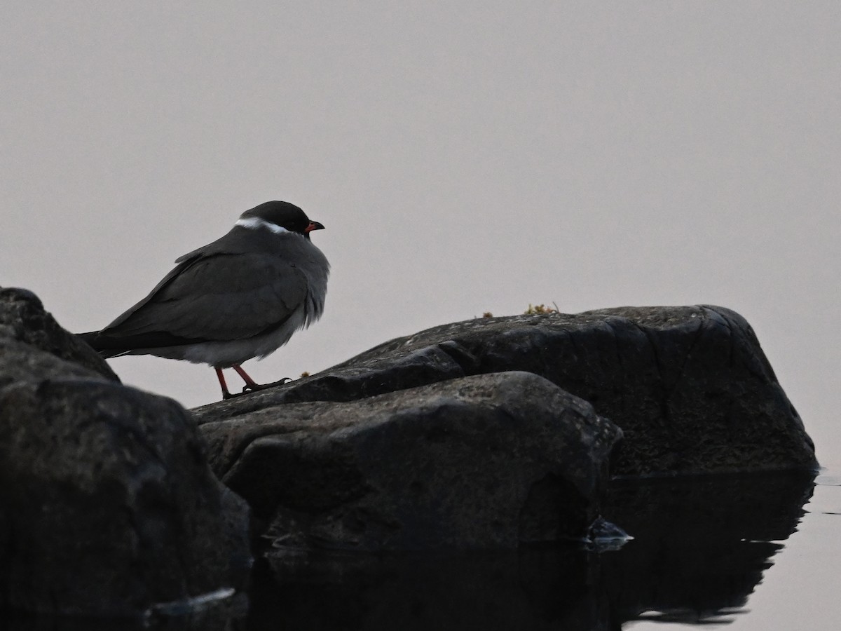 Rock Pratincole - Olaf Hömke