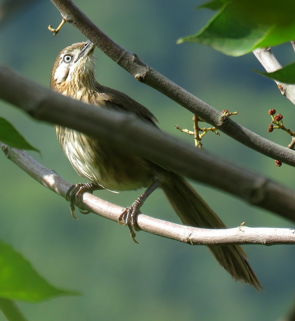 Spiny Babbler - Rohan Chakravarty