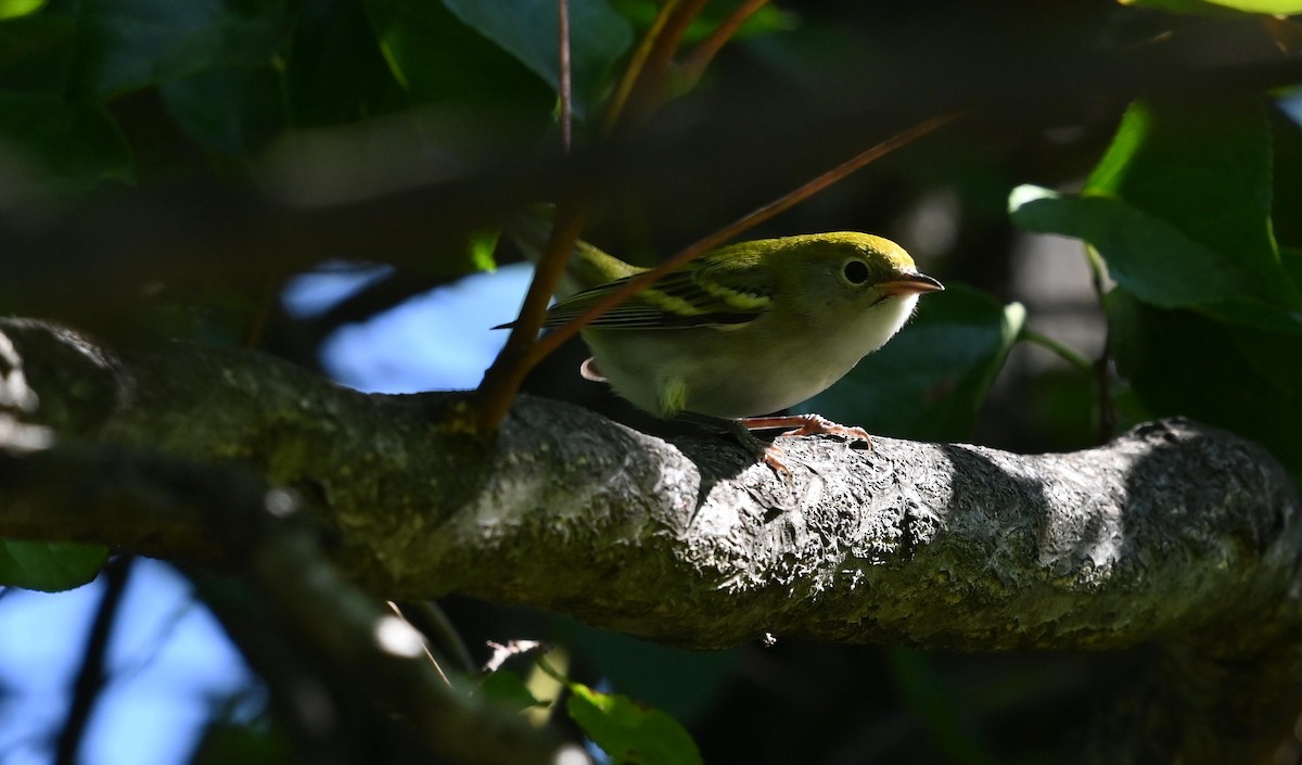 Chestnut-sided Warbler - Bob Diebold