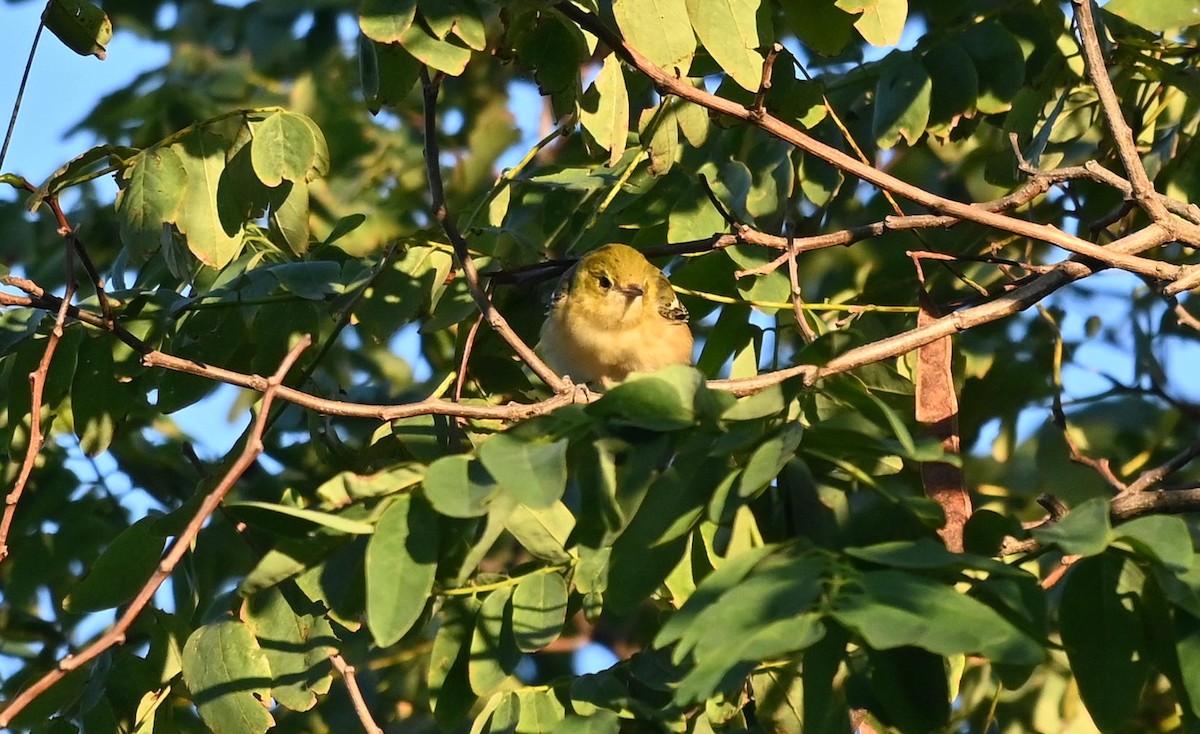 Bay-breasted Warbler - ML608967854