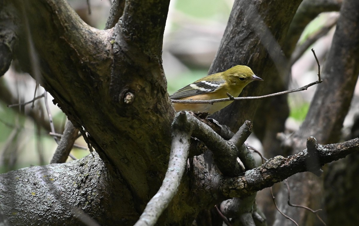 Bay-breasted Warbler - ML608967855