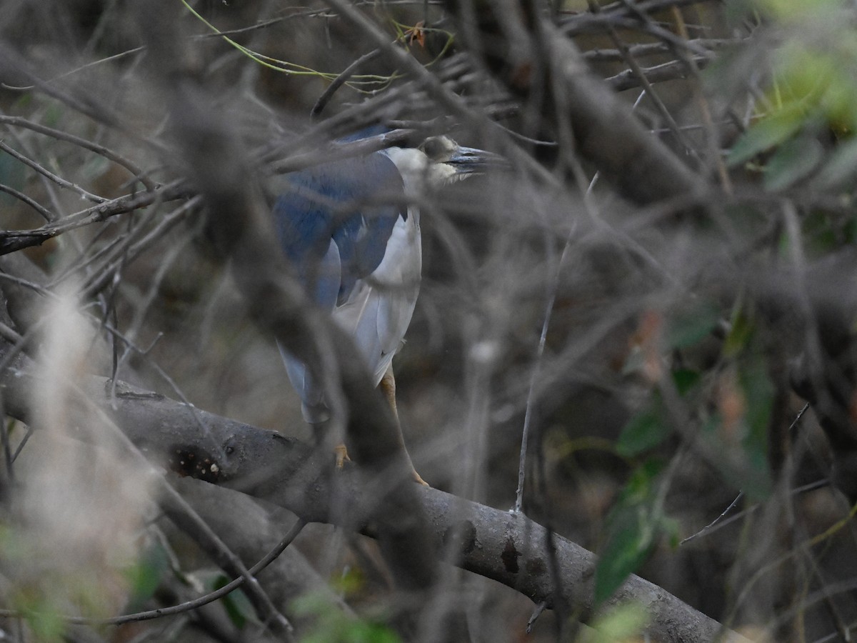 Black-crowned Night Heron - ML608967900