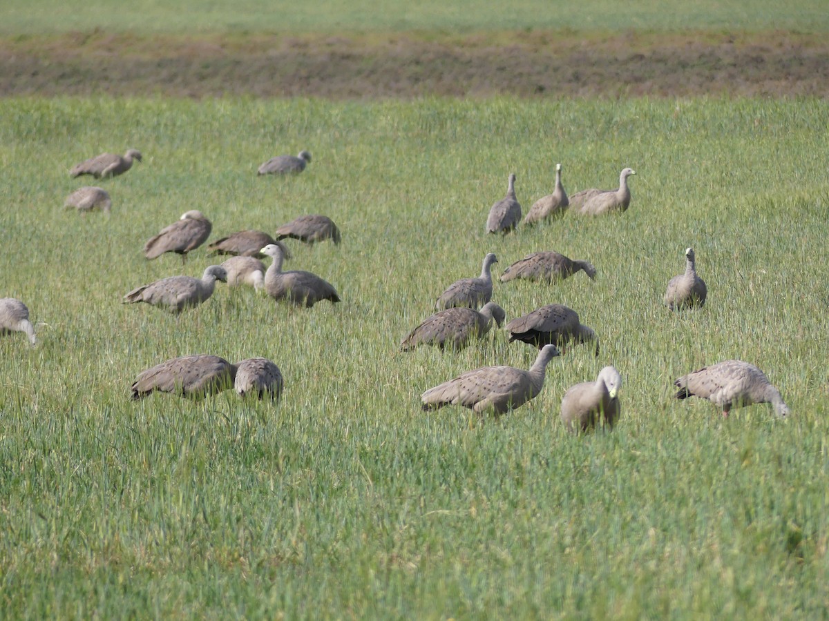 Cape Barren Goose - Steve Clark