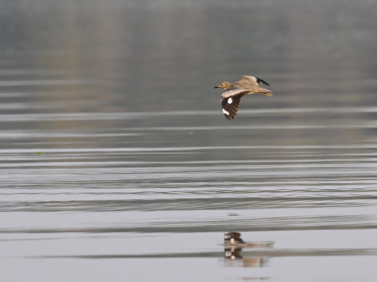 Water Thick-knee - Olaf Hömke