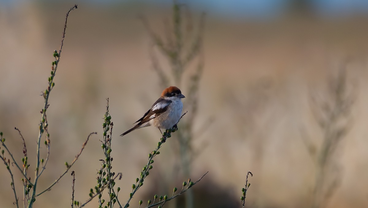 Woodchat Shrike (Caucasian) - ML608967943