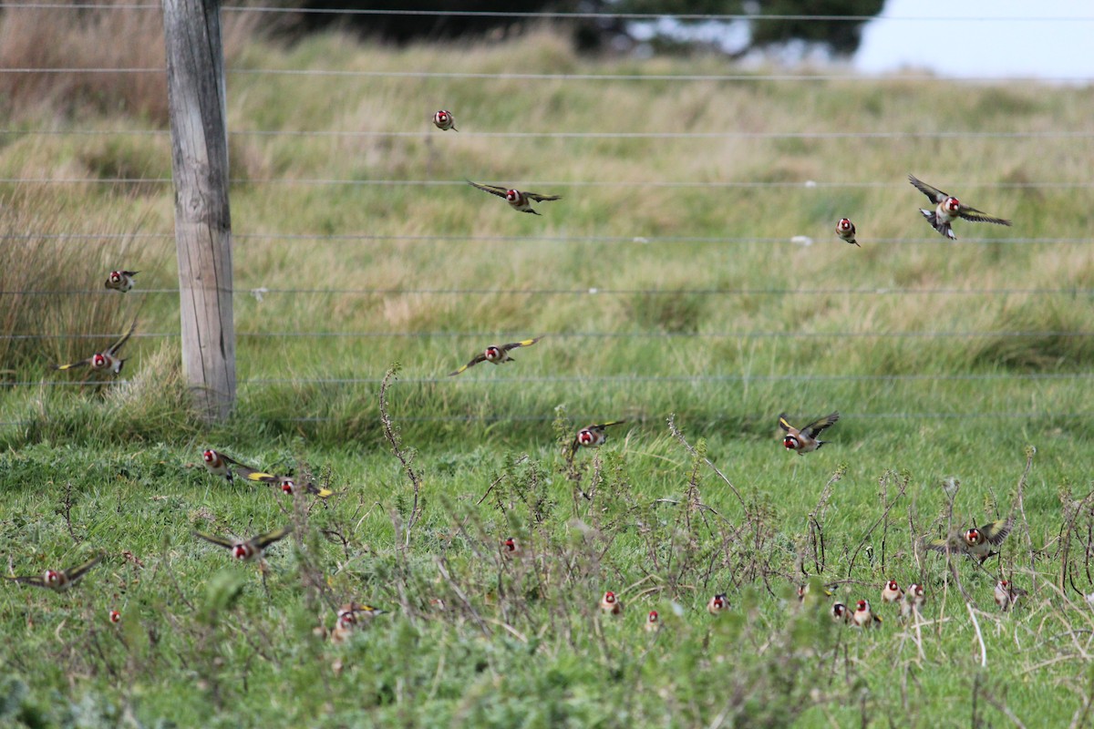 European Goldfinch - ML608968049