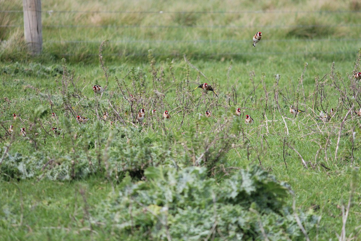European Goldfinch - ML608968050