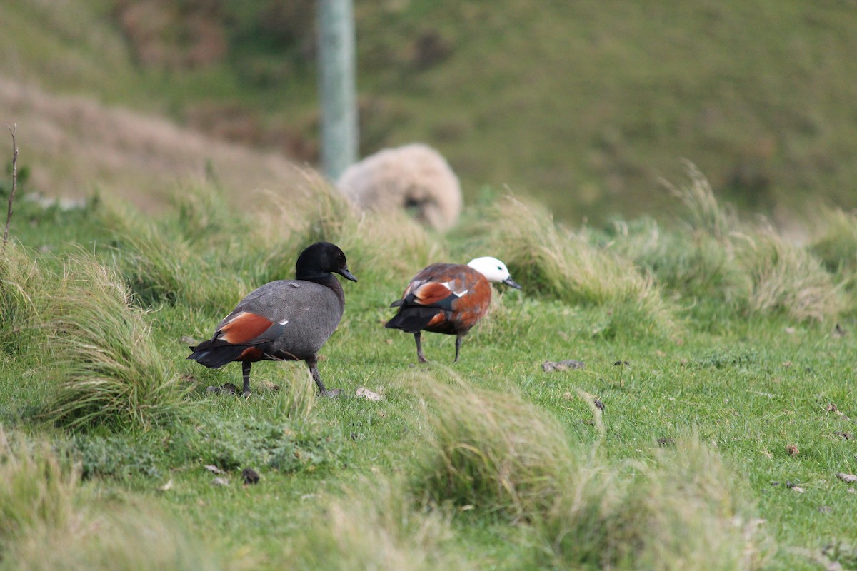 Paradise Shelduck - ML608968052