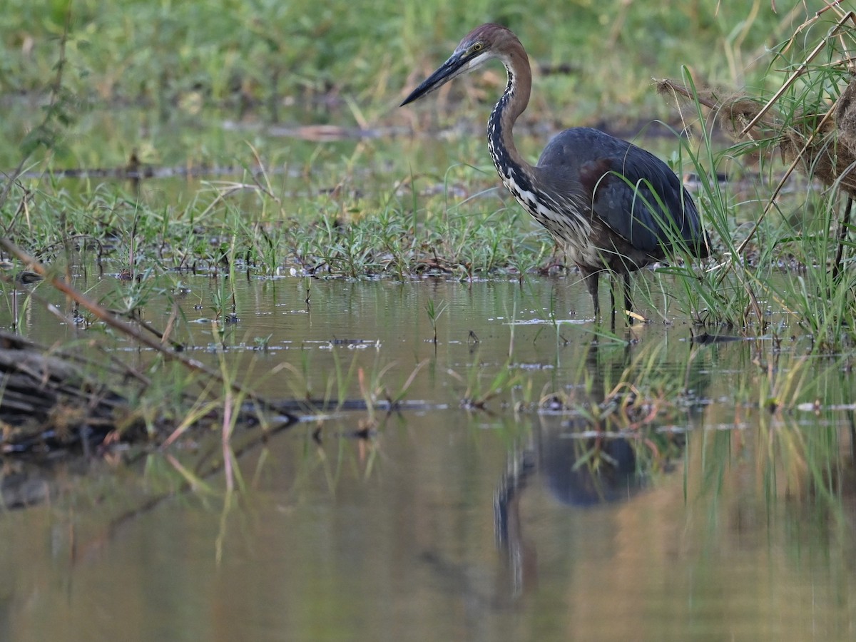 Goliath Heron - Olaf Hömke