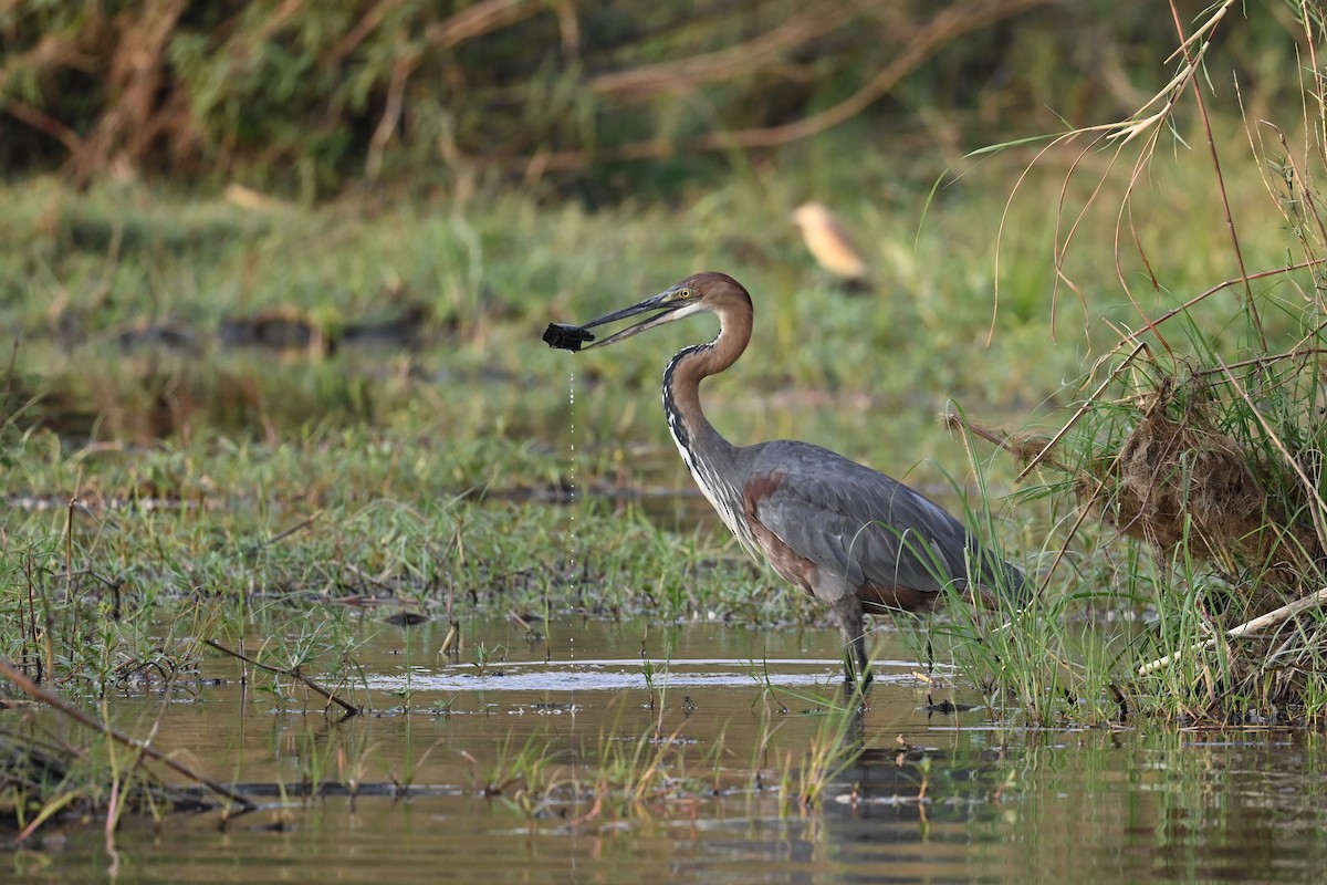 Goliath Heron - ML608968059