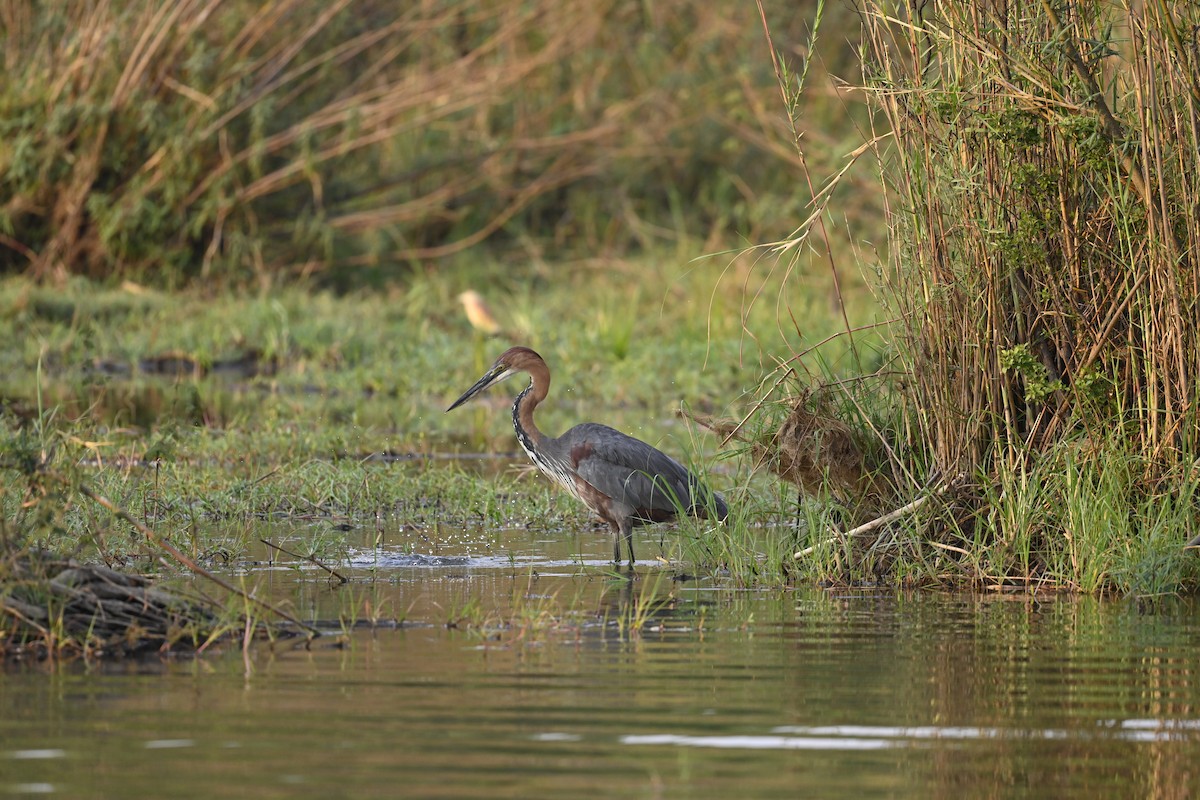 Goliath Heron - Olaf Hömke