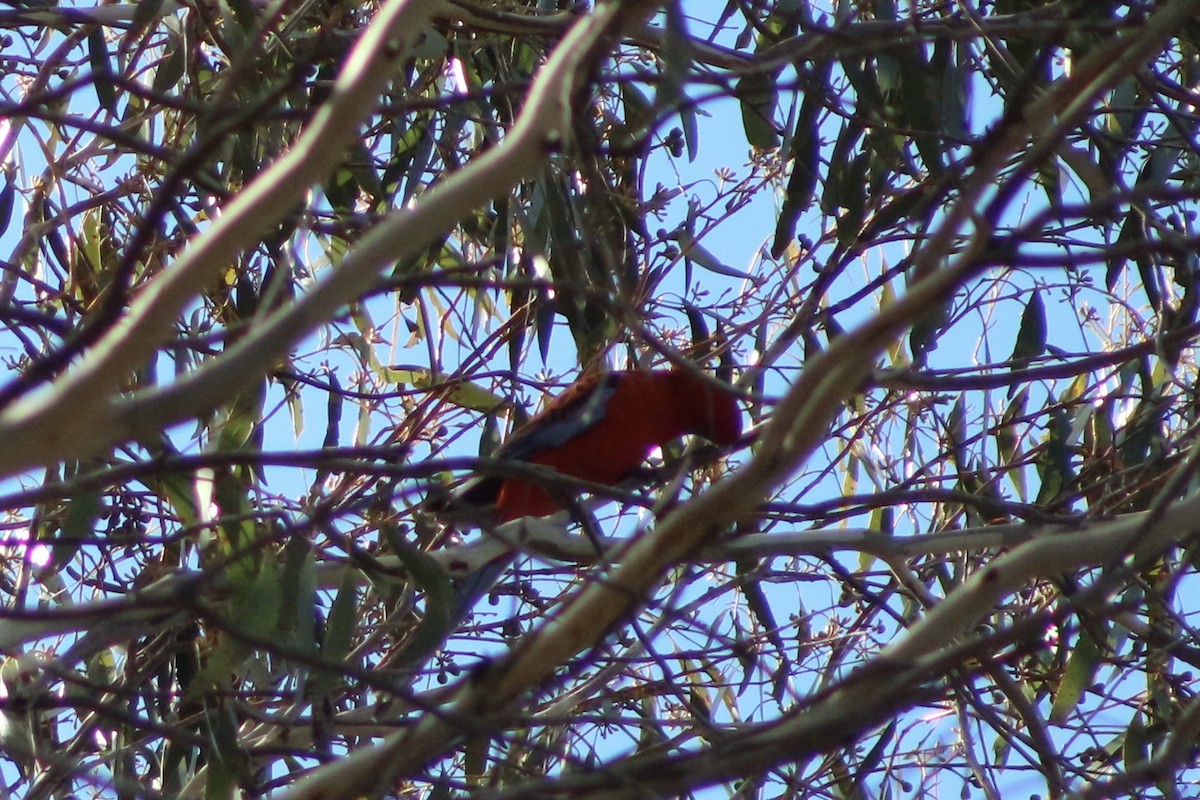 Crimson Rosella - ML608968147