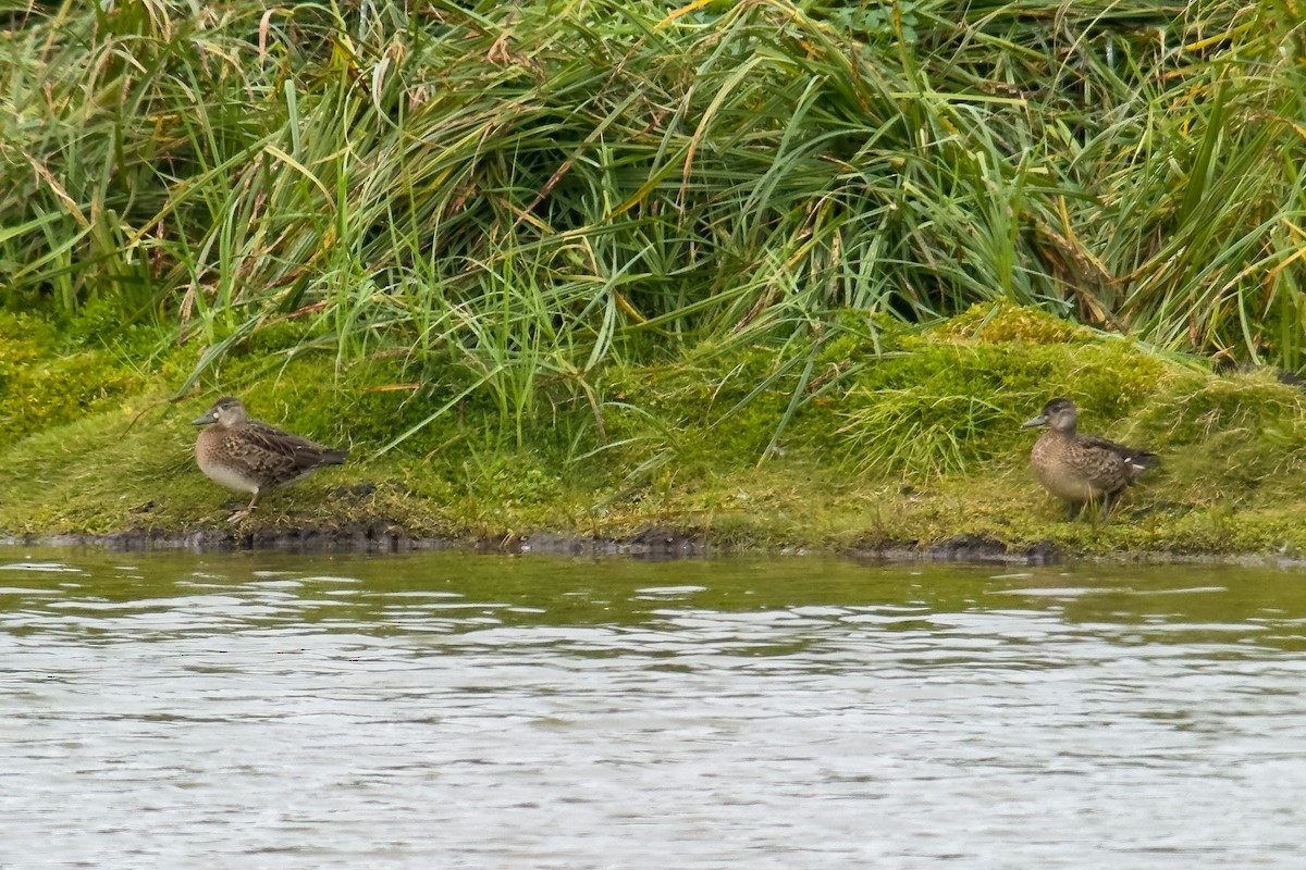 Baikal Teal - ML608968159