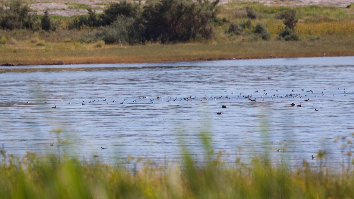 Phalarope à bec étroit - ML608968168