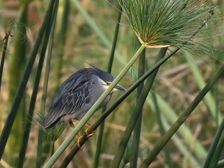 Striated Heron - Olaf Hömke