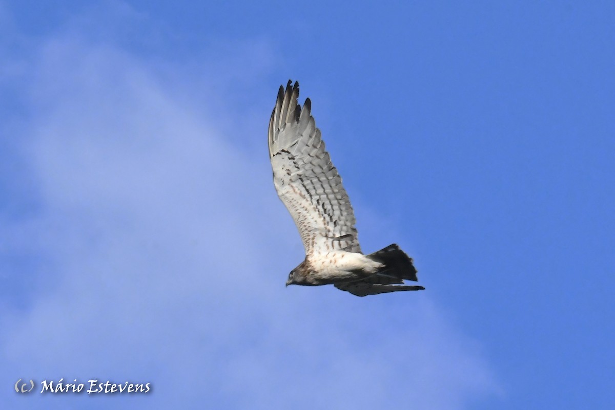 Short-toed Snake-Eagle - ML608968248