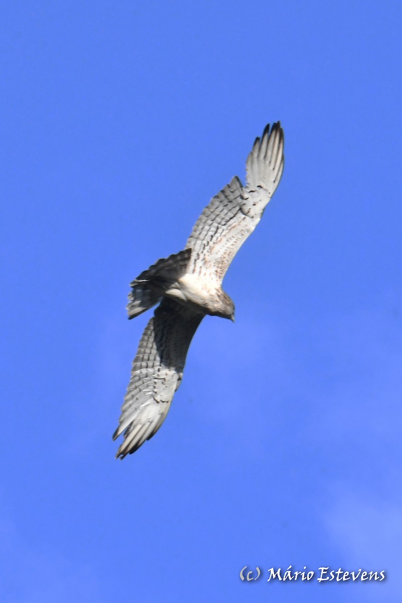 Short-toed Snake-Eagle - ML608968250