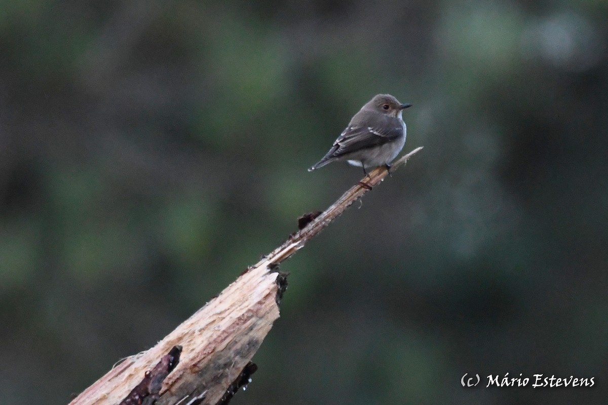 Spotted Flycatcher - ML608968271