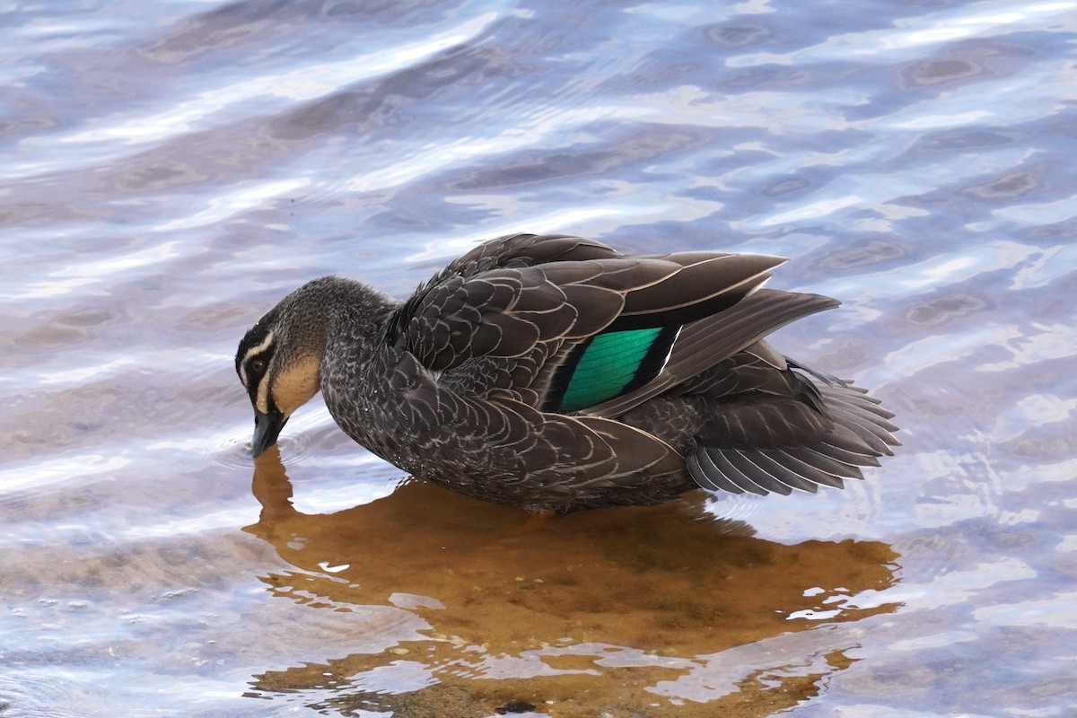 Pacific Black Duck - ML608968327