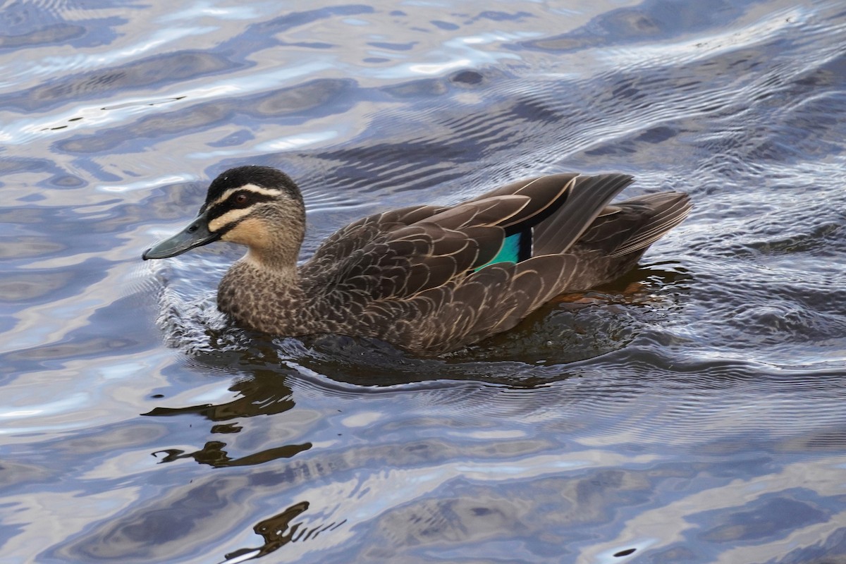 Pacific Black Duck - ML608968329