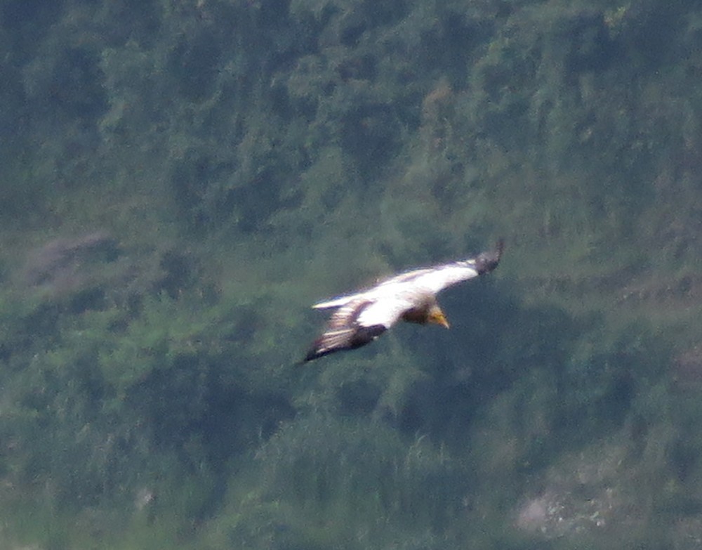 Egyptian Vulture - Rohan Chakravarty