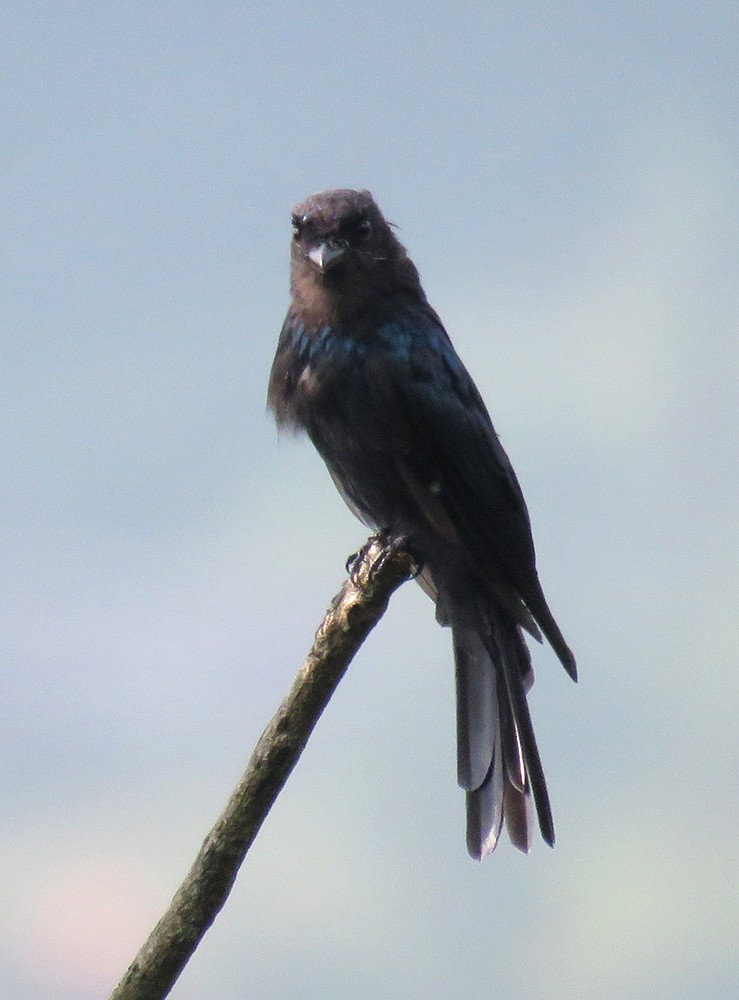 Drongo Bronceado - ML608968364