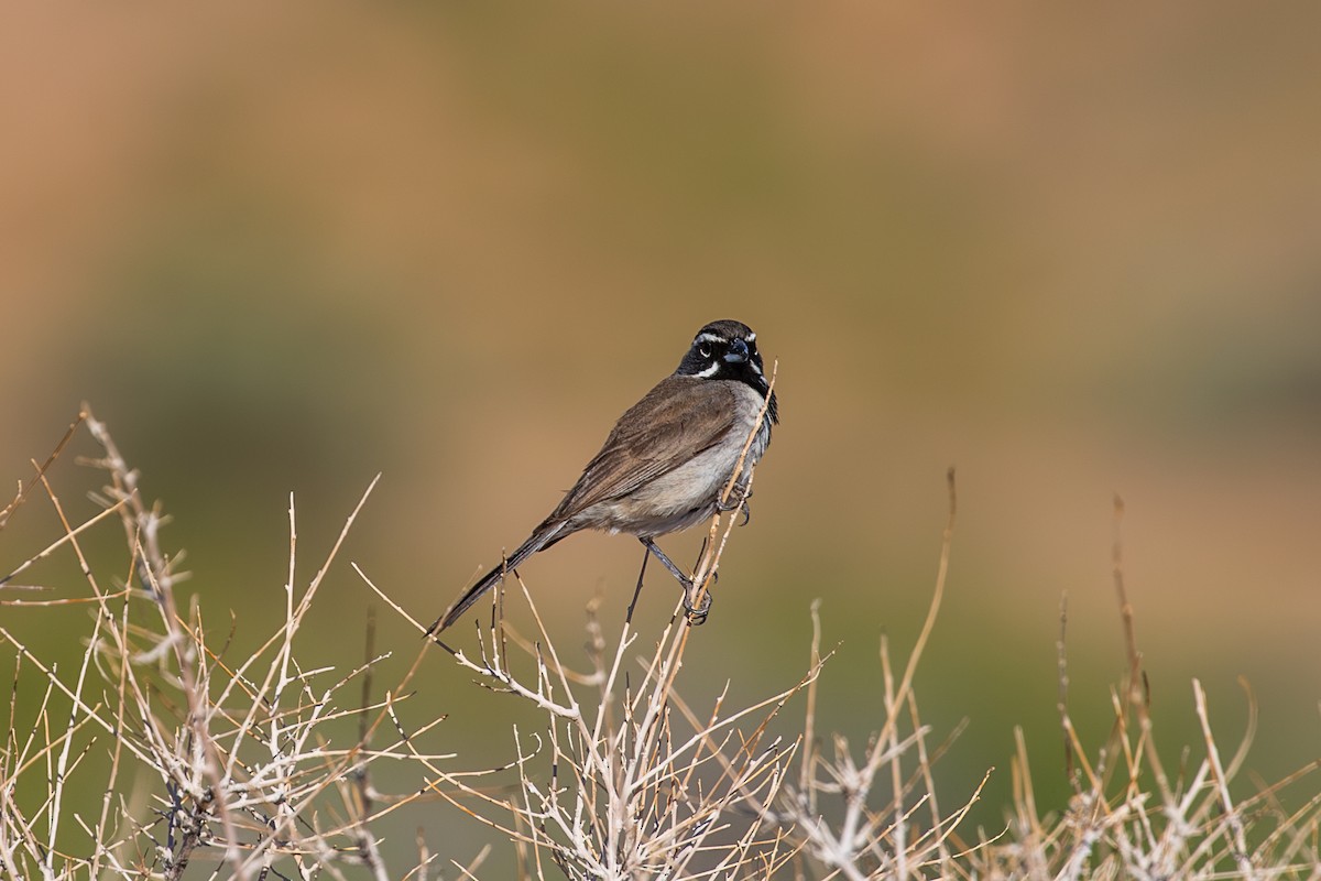 Black-throated Sparrow - ML608968412