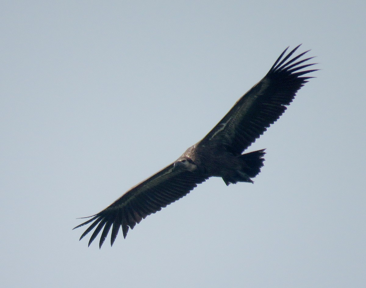 Himalayan Griffon - Rohan Chakravarty