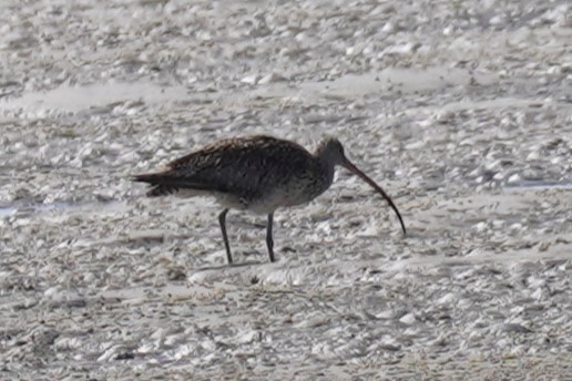 Far Eastern Curlew - ML608968444