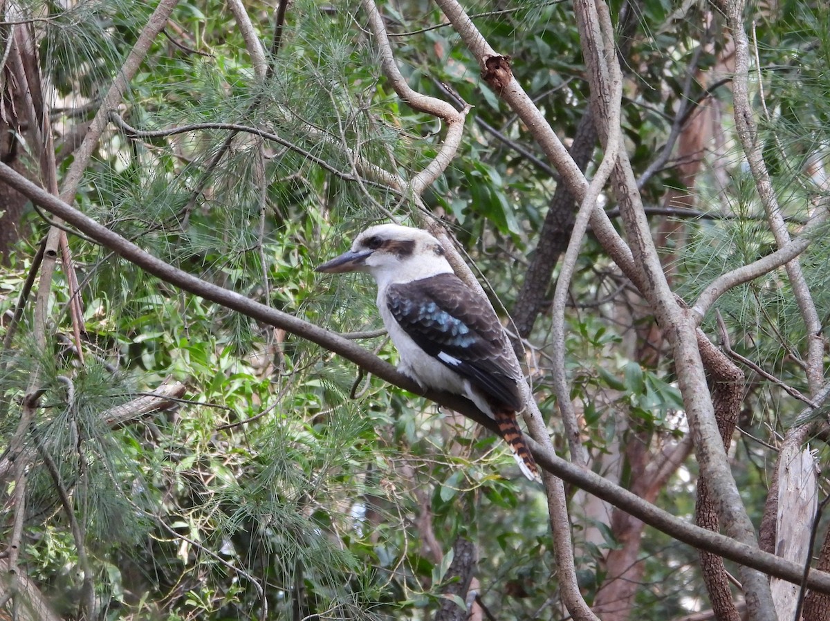 Laughing Kookaburra - ML608968500