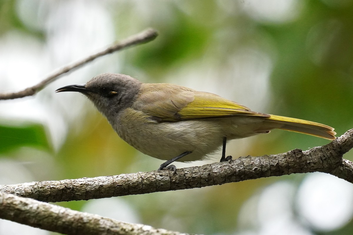 Brown Honeyeater - ML608968551