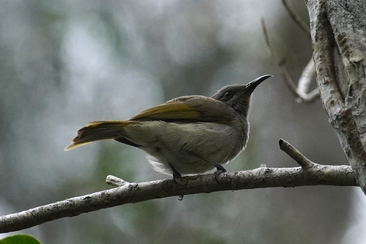 Brown Honeyeater - ML608968552