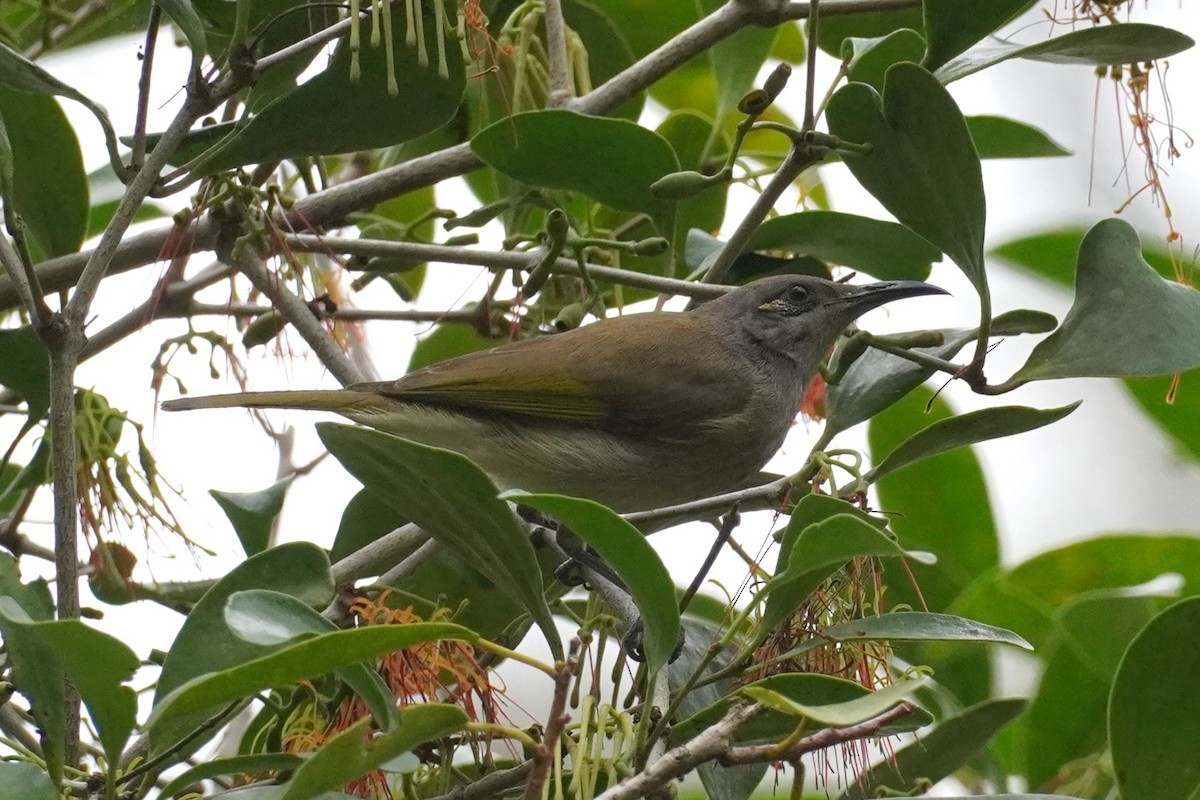 Brown Honeyeater - ML608968553