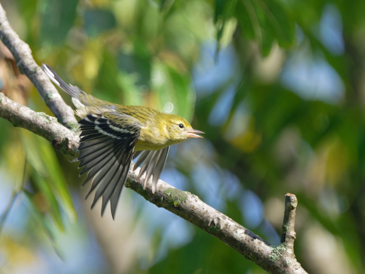 Bay-breasted Warbler - Alan Van Norman
