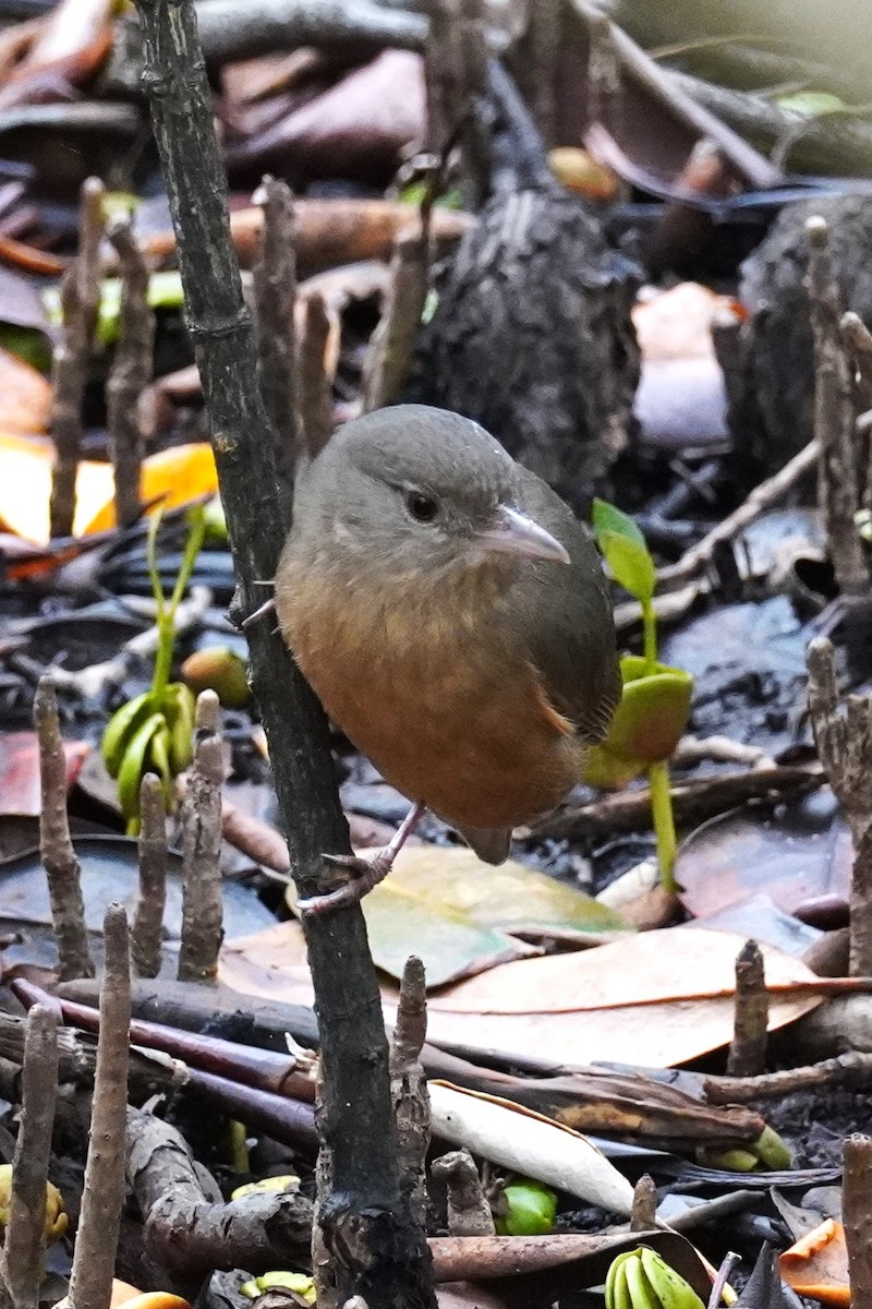 Rufous Shrikethrush - ML608968569