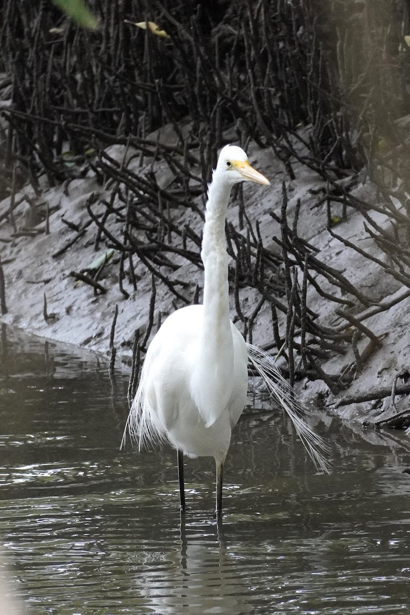 Great Egret - ML608968577