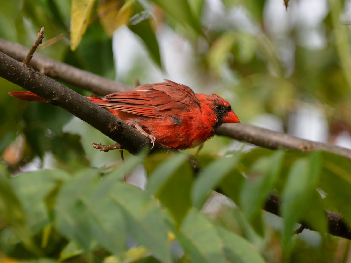 Northern Cardinal - ML608968578