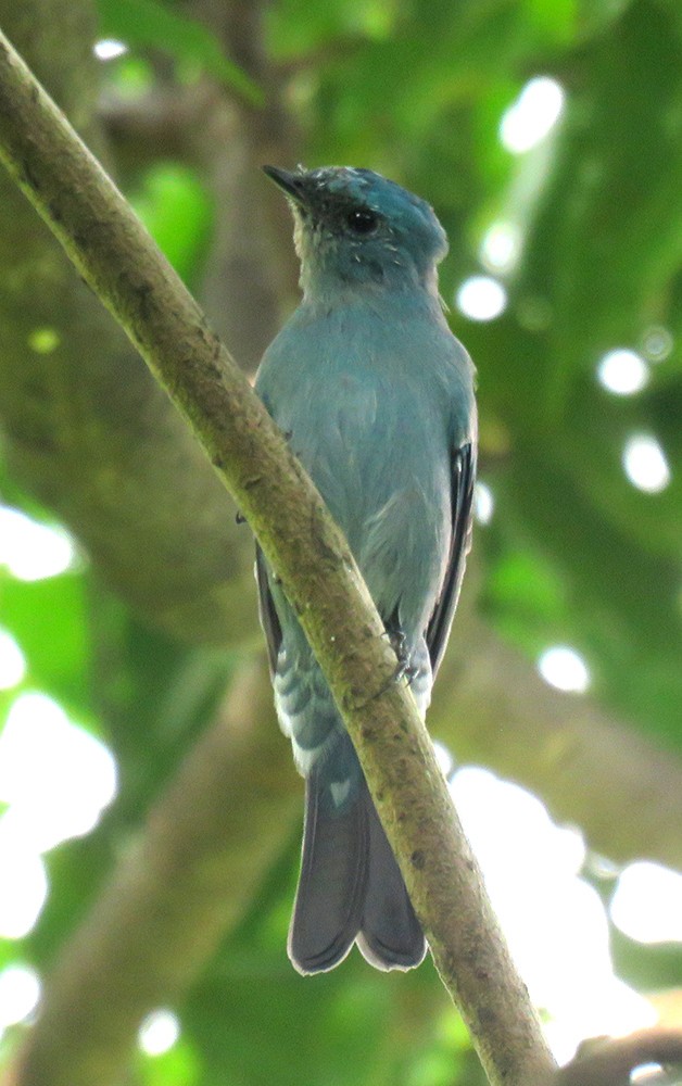 Verditer Flycatcher - ML608968602